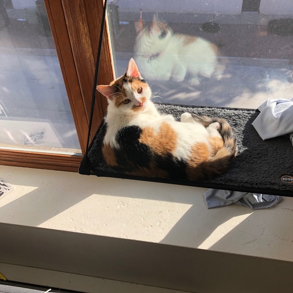 Meet your Posher, Ivy - Picture 1 of 1